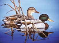 R&L BLUE WATER MALLARDS LARGE PAINT BY NUMBERS PAL38