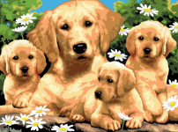 R&L GOLDEN RETRIEVERS JUNIOR PAINT BY NUMBERS PJL12