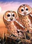 R&L TAWNY OWLS SMALL JUNIOR PAINT BY NUMBERS PJS87