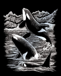 R&L ORCA WHALES SCRAPERFOIL SILVER SILF19