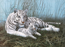 R&L WHITE TIGERS IN THE JUNIOR PAINT BY NUMBERS PJL22