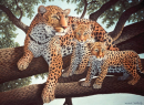 R&L AFRICAN LEOPARD & CUB JUNIOR PAINT BY NUMBERS PJL24