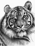 R&L SKETCHING MADE EASY - CLAWDIA SKBN22