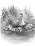 R&L SKETCHING MADE EASY - DUCKLINGS IN WATER SKBN29