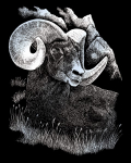 R&L LONGHORN RAM SCRAPERFOIL SILVER SILF17