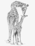 R&L SKETCHING MADE EASY - GIRAFFE & BABY SKBN13