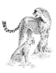 R&L SKETCHING MADE EASY - CHEETAH & CUB SKBN15