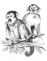 R&L SKETCHING MADE EASY - MONKEYS SKBN17