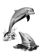 R&L SKETCHING MADE EASY - DOLPHINS SKBN19