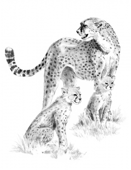 R&L SKETCHING MADE EASY - CHEETAH & CUB SKBN15