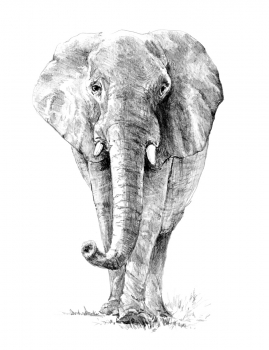 R&L SKETCHING MADE EASY - ELEPHANT SKBN16