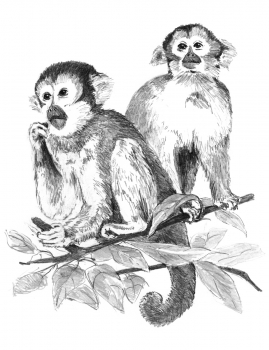 R&L SKETCHING MADE EASY - MONKEYS SKBN17