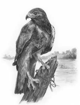 R&L SKETCHING MADE EASY - RED TAILED HWK SKBN24