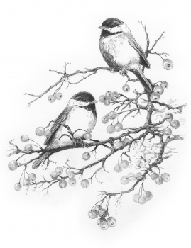 R&L SKETCHING MADE EASY- CHICK ADEES WINTER BERRIES SKBN25