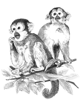 R&L SKETCHING MADE EASY - MONKEYS SKBN17