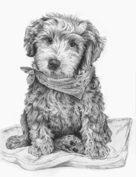 R&L SKETCHING MADE EASY - LABRADOODLE ON PILLOW SKBN33